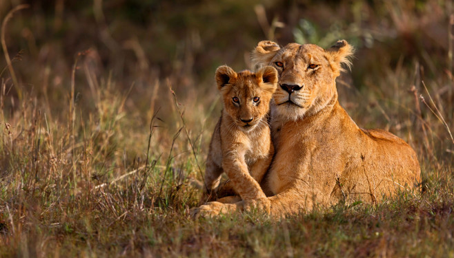 Tanzania Wildlife